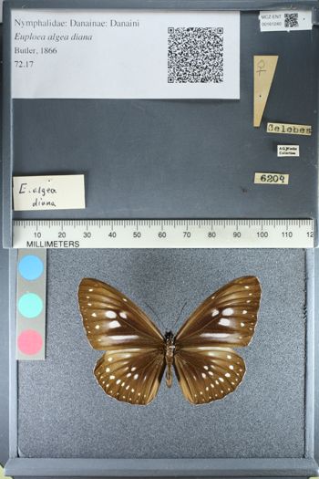 Media type: image;   Entomology 161240